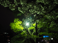 夜