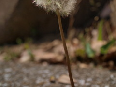 根もと