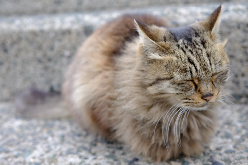 猫