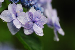 雨の紫陽花1