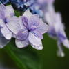 雨の紫陽花1