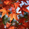 　紅葉