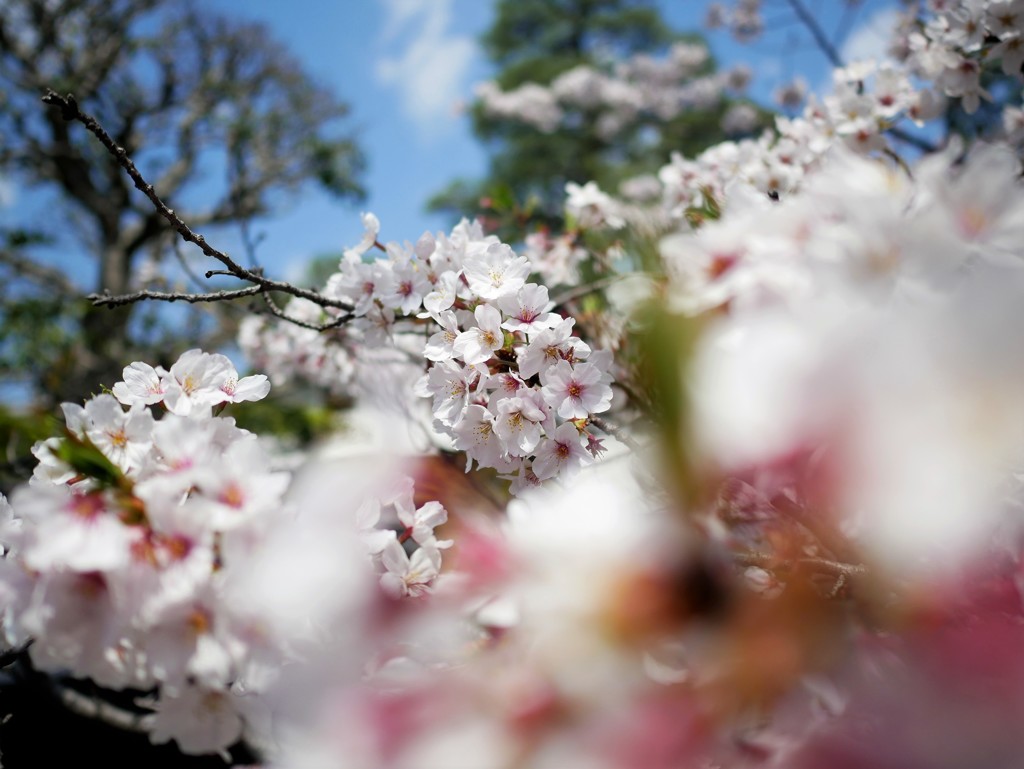 桜