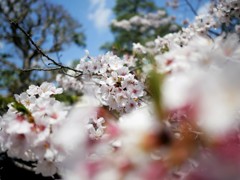 桜