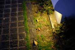 灯