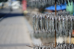 魚