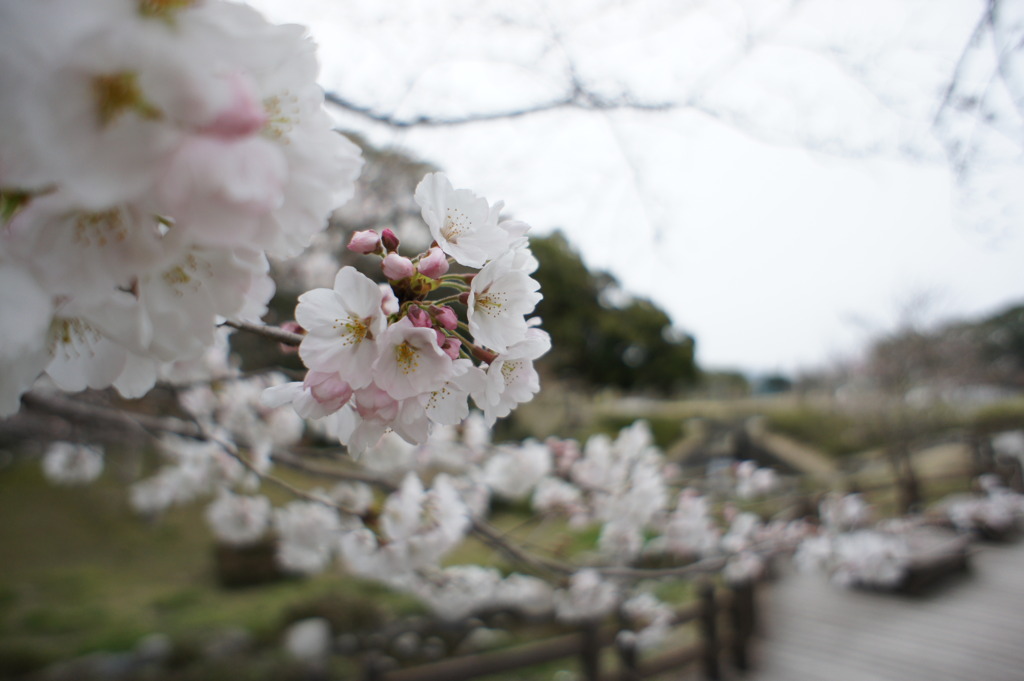 桜