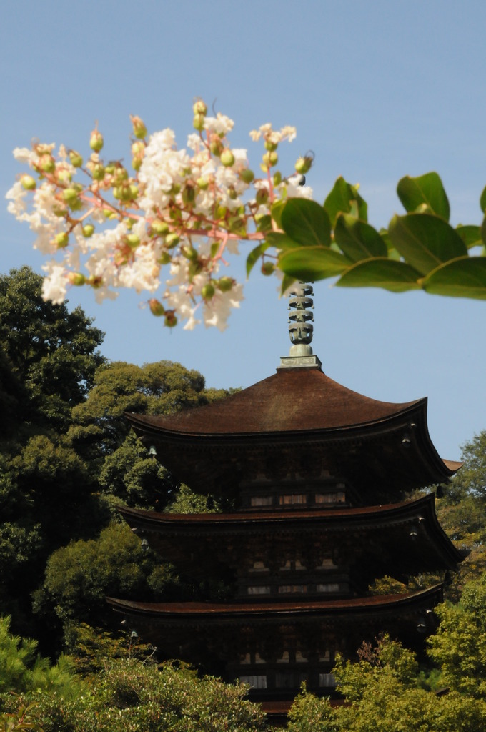 五重塔と花