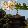 五重塔と花