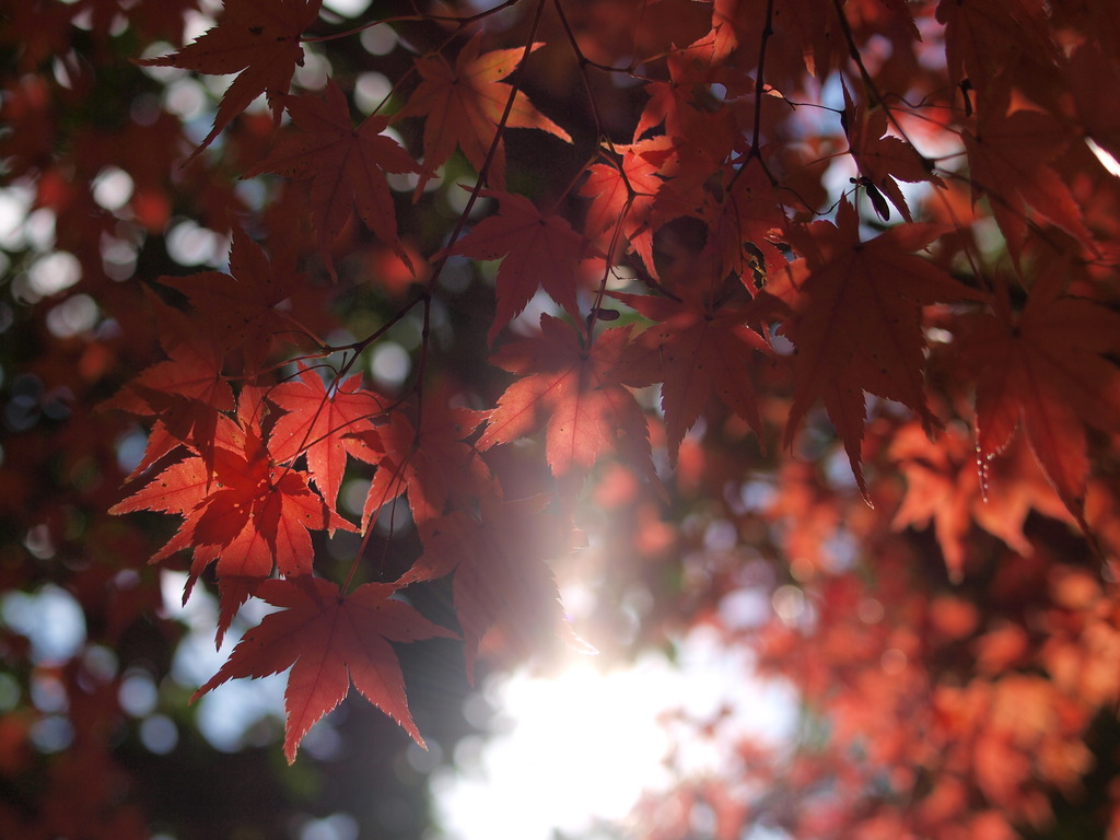 紅葉と光