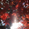 紅葉と光
