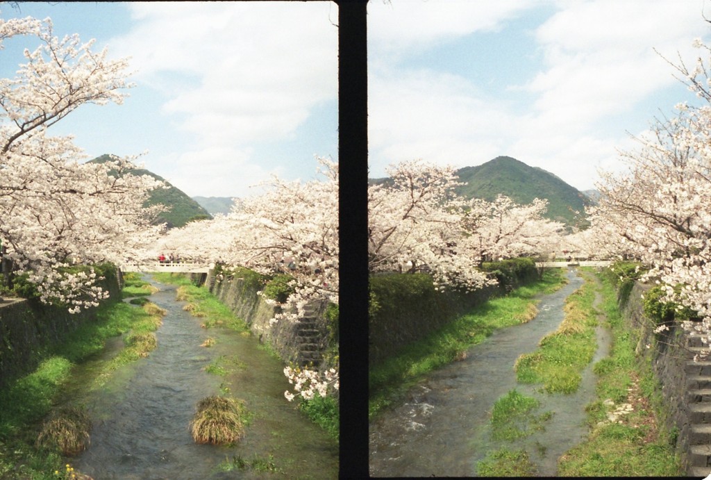桜に囲まれた川