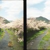 桜に囲まれた川
