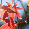 光と紅葉