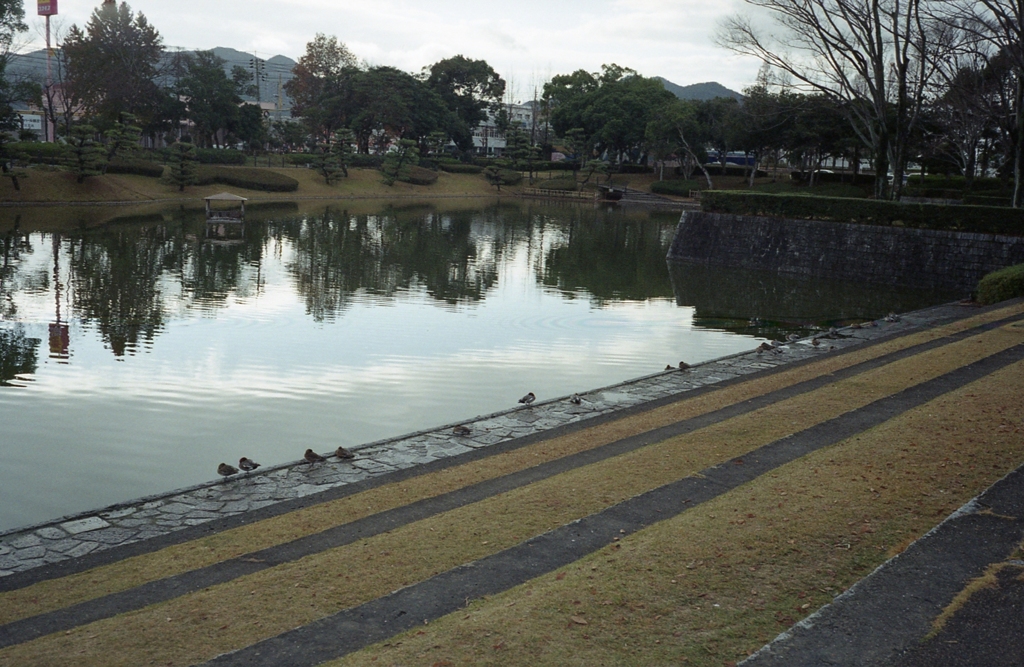 鴨の休憩