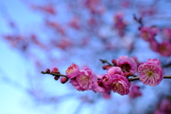 梅