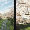 sakura 