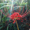 彼岸花