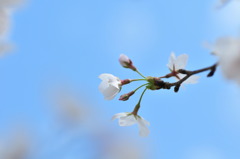 青空に咲く