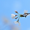 青空に咲く