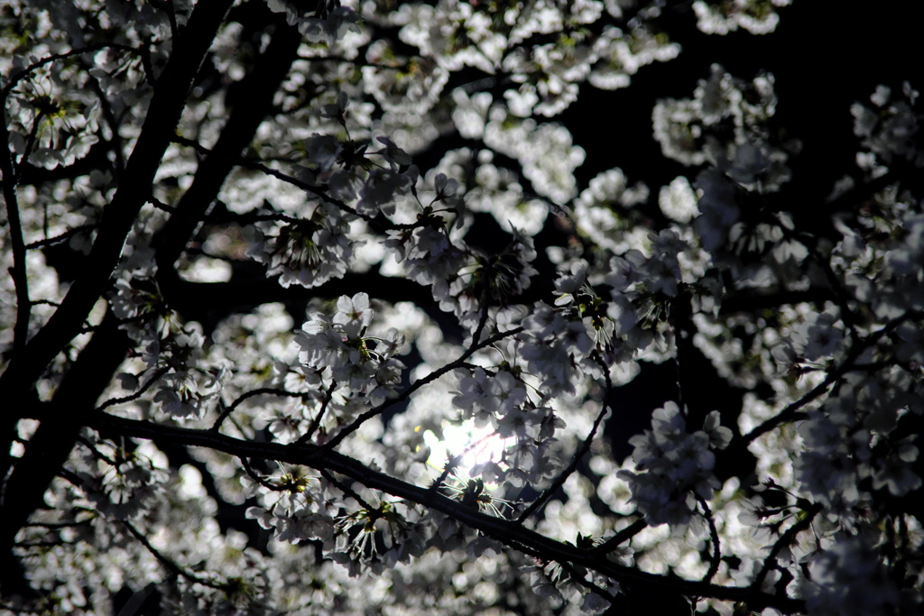 夜桜