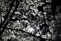 夜桜