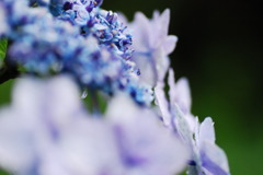 雨の紫陽花３