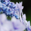 雨の紫陽花３