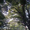 木