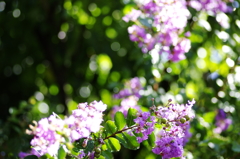 さるすべりの花