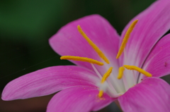 木陰に一輪の花