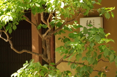 緑