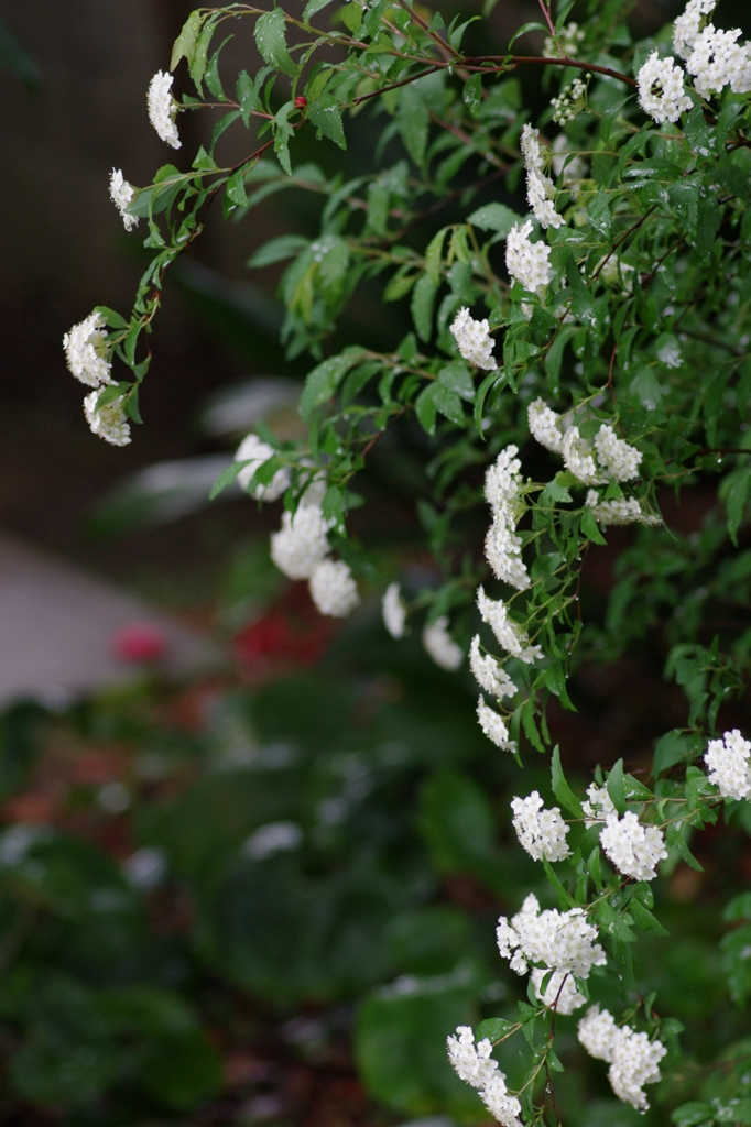 庭の花　こでまり