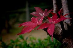 momiji