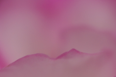 ばら