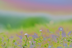 ちいさいはな