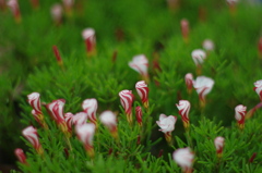 草？、花？②