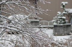 初雪