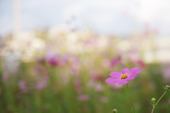 秋桜