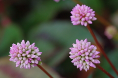 草なのか？花なのか？