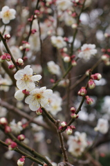 梅花