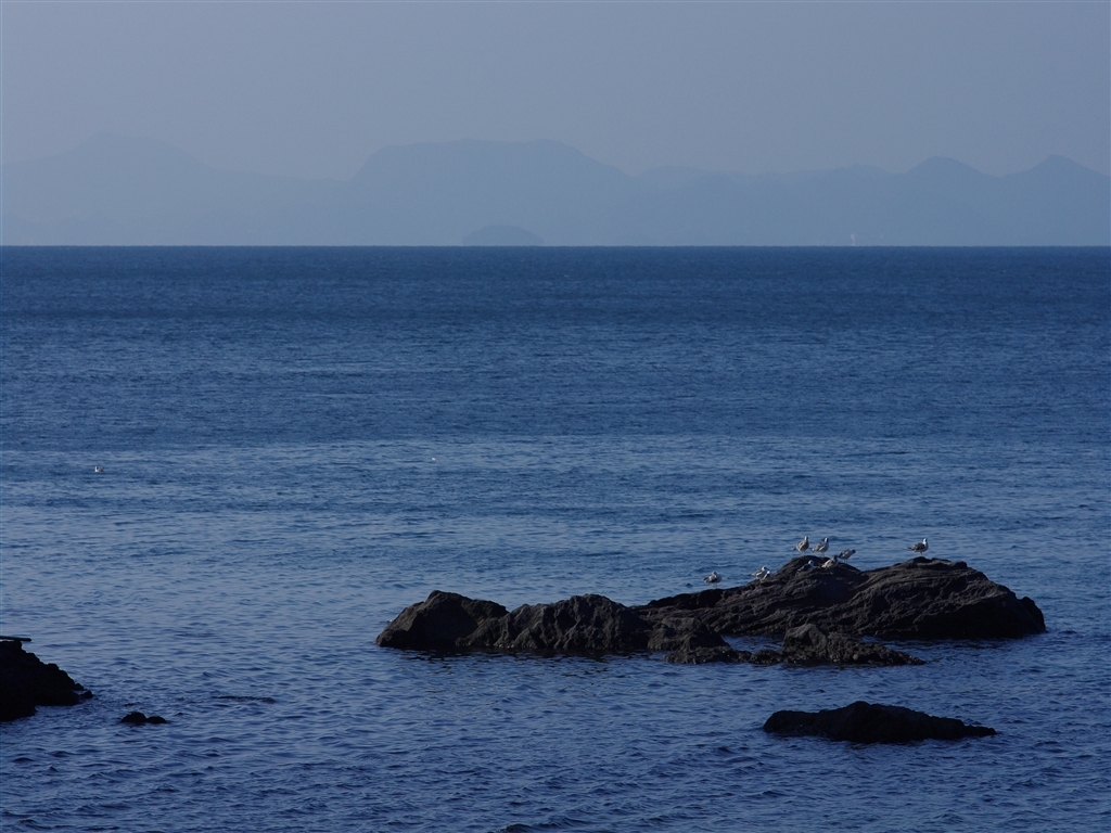海鳥岩