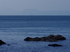 海鳥岩