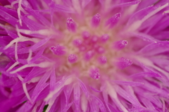 紫の花