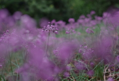 バイオレットカラーの花