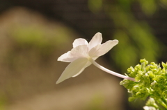 紫陽花一輪
