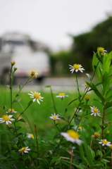 路肩の花2