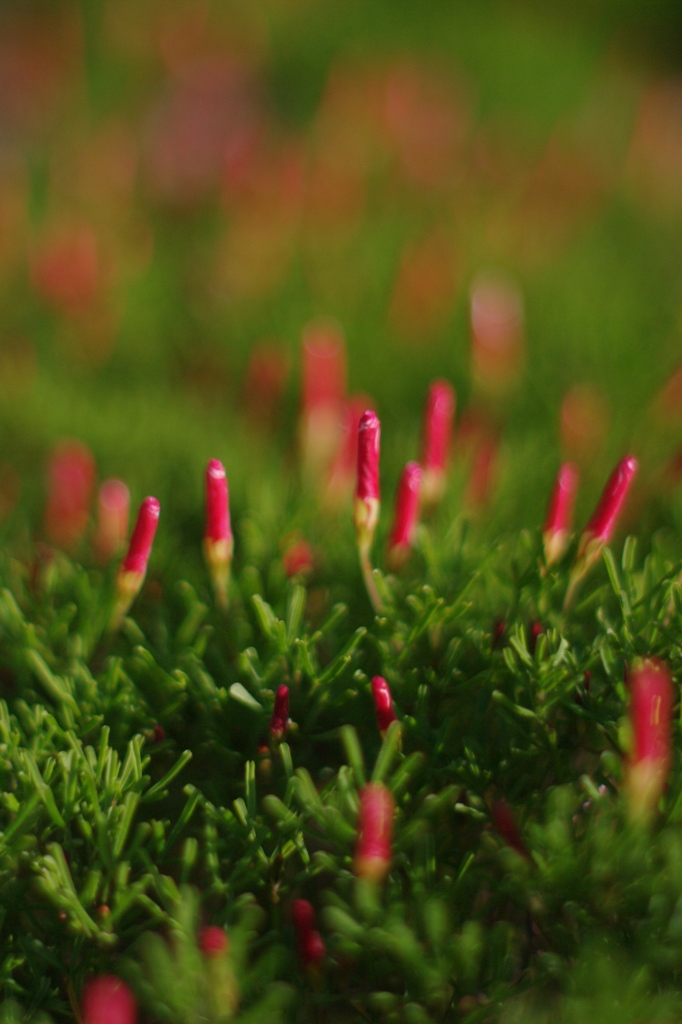 プランターの草？、花？①