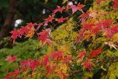 momiji2