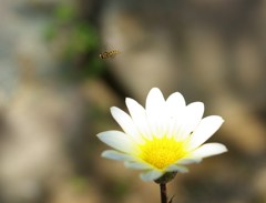 ちっちゃい蜂　さがしてね！